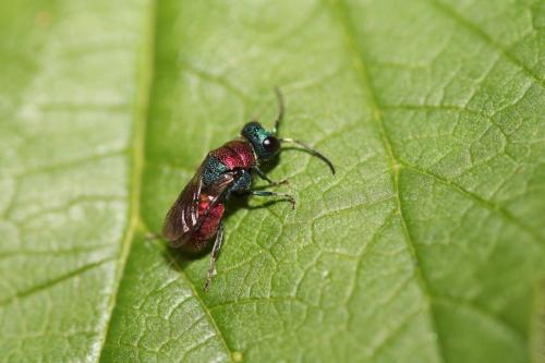 Holopyga ignicollis